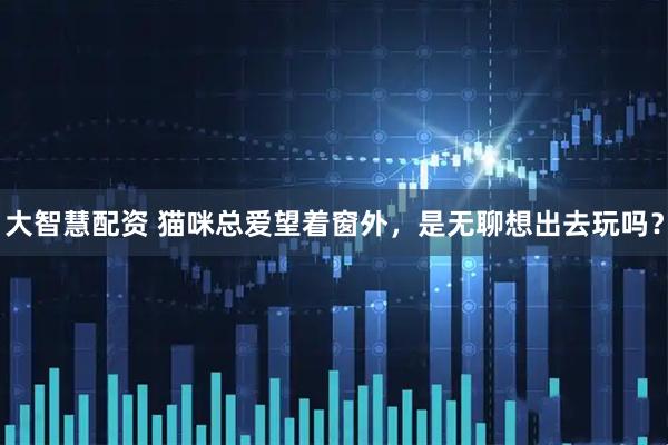 大智慧配资 猫咪总爱望着窗外，是无聊想出去玩吗？
